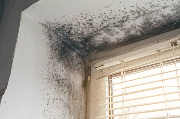 Affordable Mold Removal solutions in Cologne, NJ
